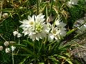 Ornithogalum white 